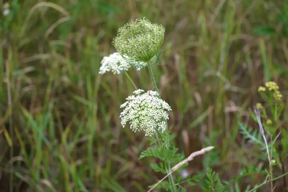 Chwasty selerowate: Jak rozpoznać i bezpiecznie usunąć?