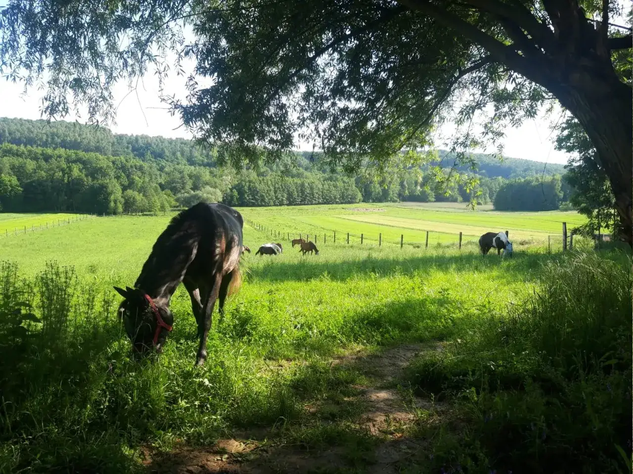 Stadnina na Dębinie - wyjątkowe miejsce dla miłośników koni