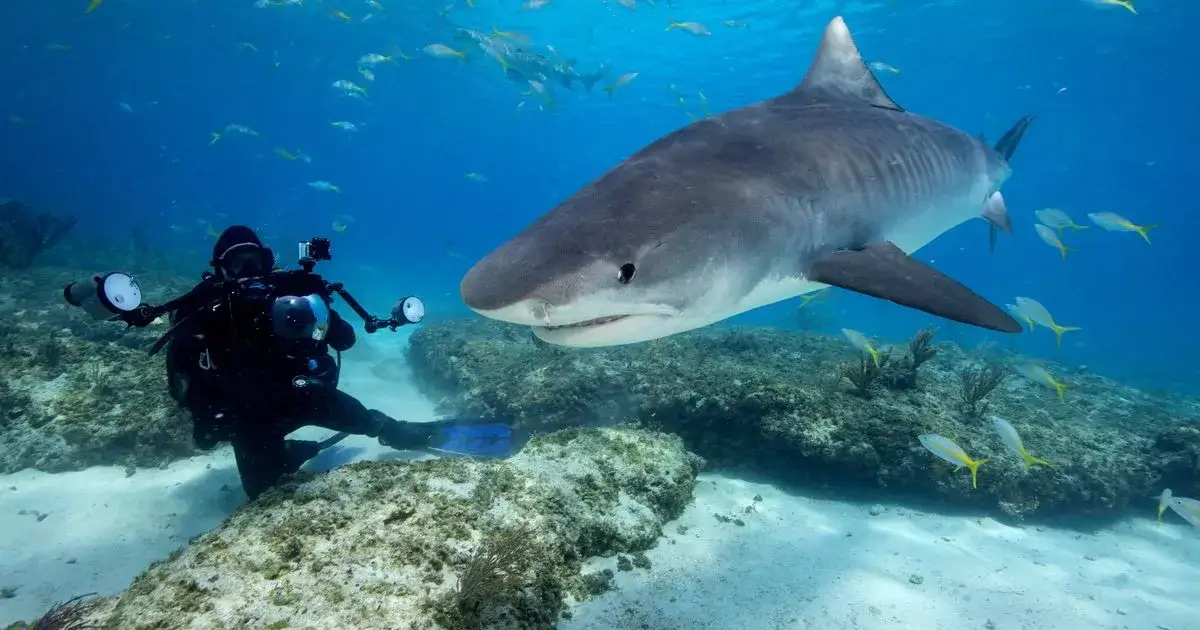 Czy w Morzu Czerwonym są rekiny? Fakty o ich obecności i bezpieczeństwie