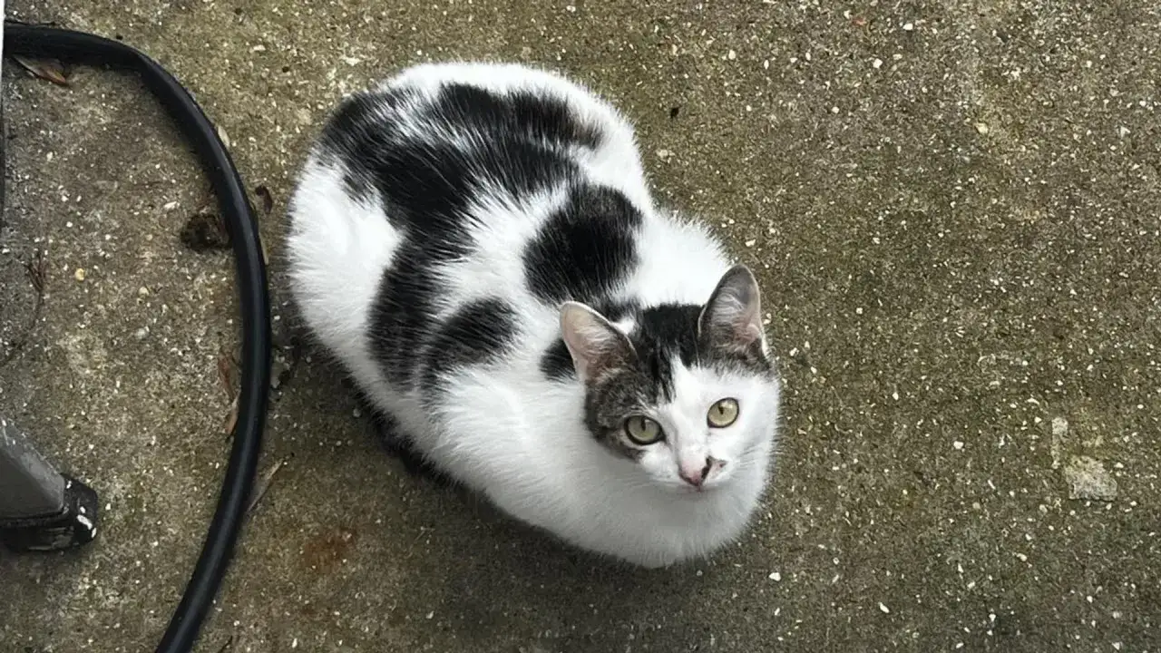 Nerkowce dla kota? Weterynarz ostrzega: to niebezpieczne!