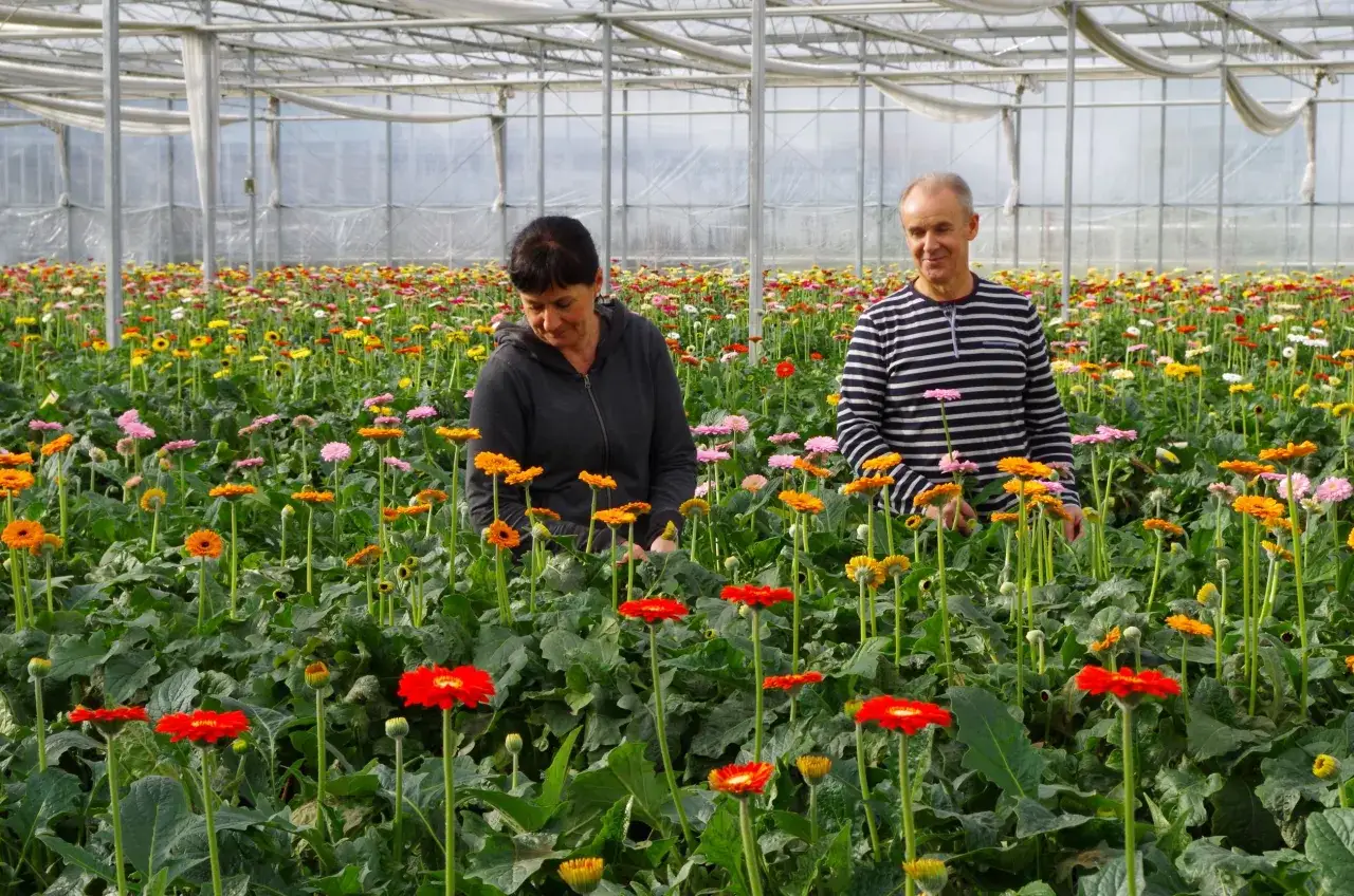 Para w szklarni podziwia kolorowe gerbery w ogrodzie.
