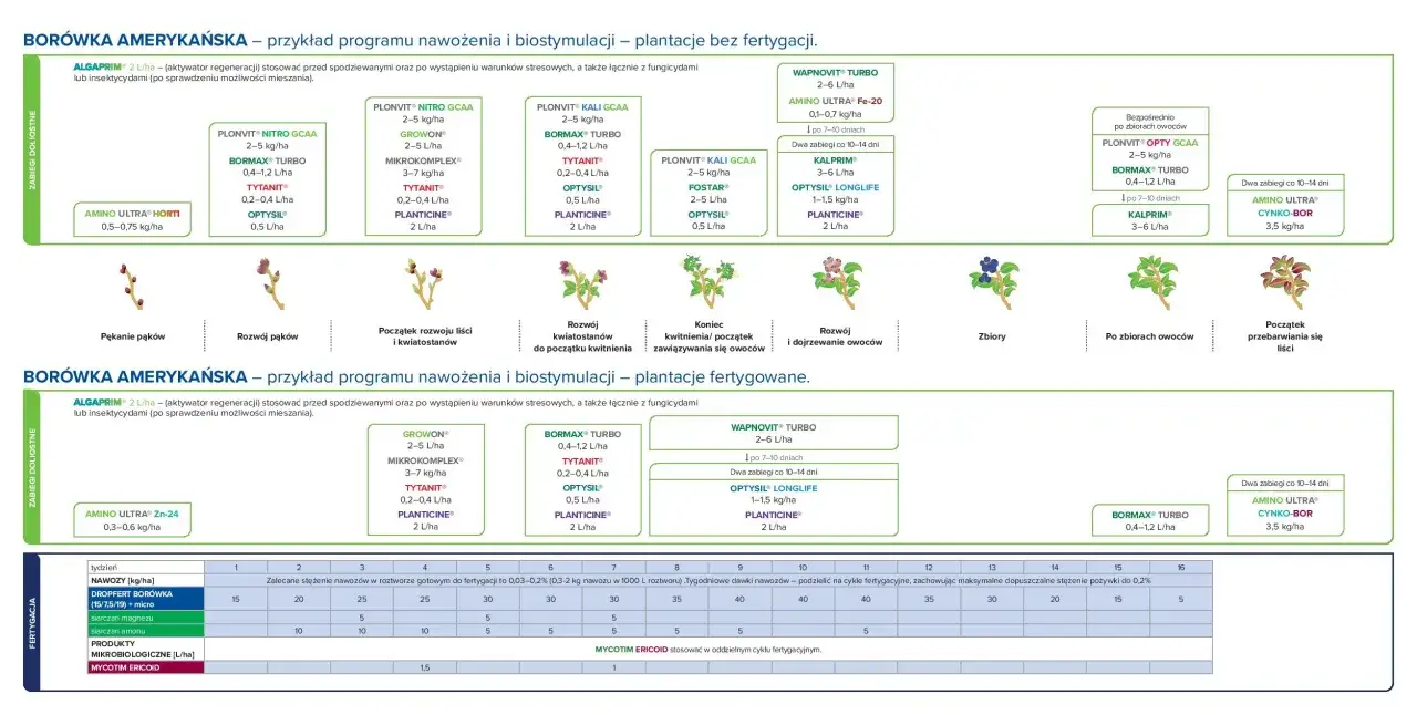 Program nawożenia borówki amerykańskiej. Kiedy zakwaszać borówkę? Schemat pokazuje fazy wzrostu roślin i zalecane zabiegi.