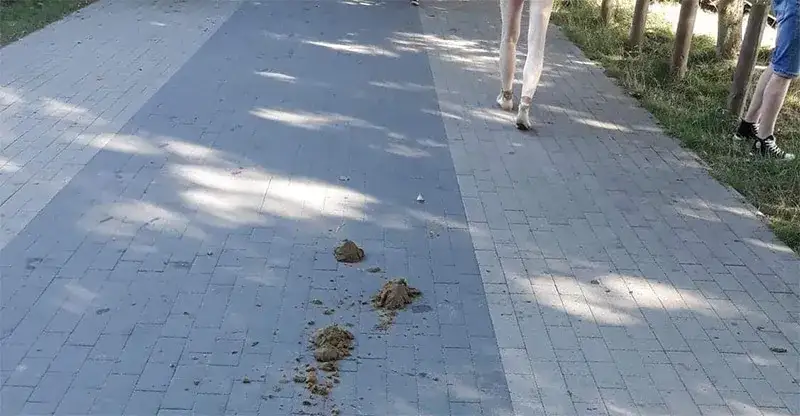 Czy można jeździć konno po chodniku? Oto nieznane przepisy i kary