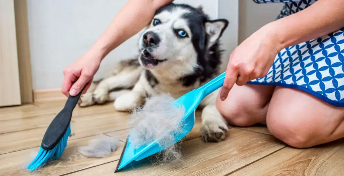 Kiedy pies zmienia sierść? Poznaj sekrety linienia u psów