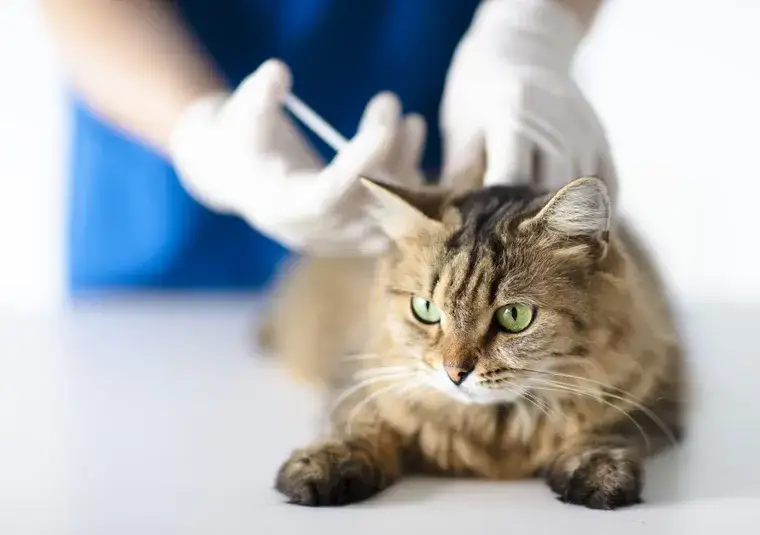 Kiedy zaszczepić kotka, aby zapewnić mu zdrowie i bezpieczeństwo?