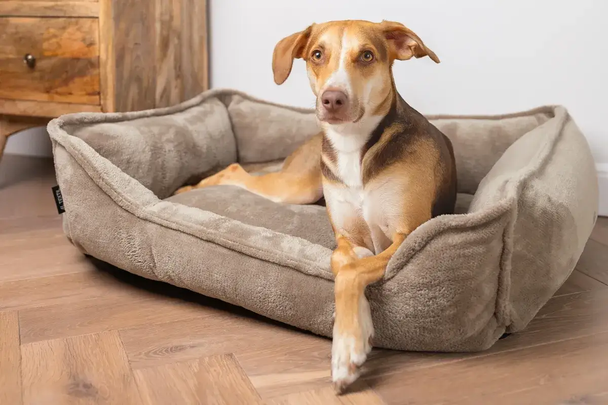 Legowisko dla psa: Jak wybrać idealne dla zdrowia i komfortu?