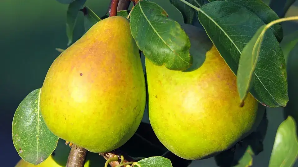 Gruszka: 57 kcal i moc zdrowia! Czy tuczy? Sprawdź!