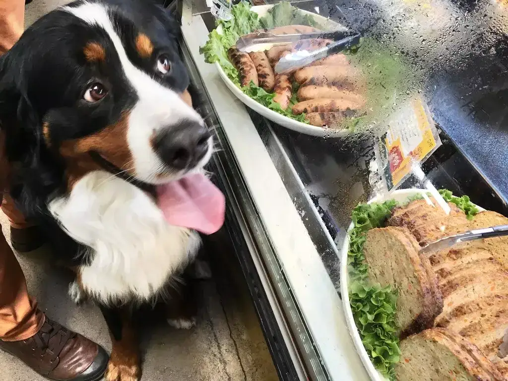 Czy pies może jeść smażone mięso? Sprawdź, co musisz wiedzieć