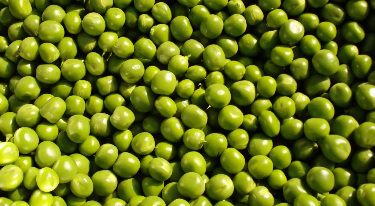 Czy koty mogą jeść groszek? Sprawdź, jakie mogą być skutki!