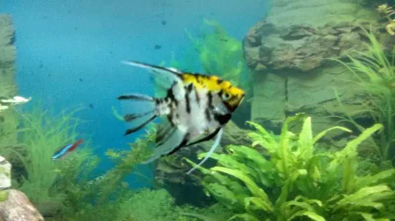 Jak rozpoznać płeć skalara: Kluczowe cechy, które musisz znać