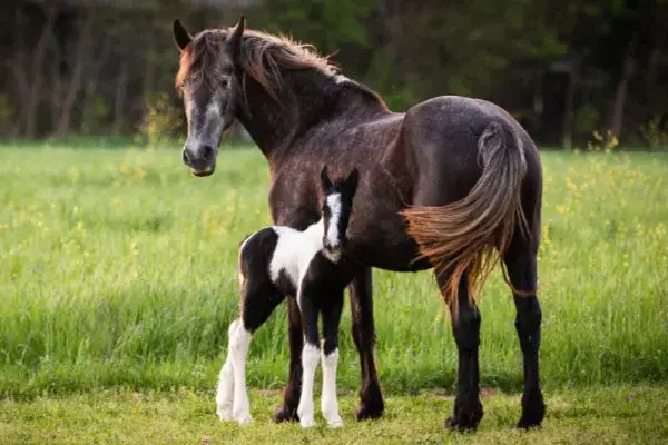 Co to dzierżawa konia? Zrozum, jakie korzyści niesie leasing koni