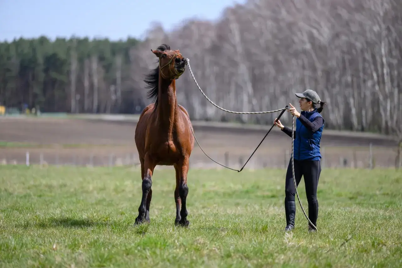 Koń nie okazuje szacunku? Zbuduj zaufanie i zostań liderem!