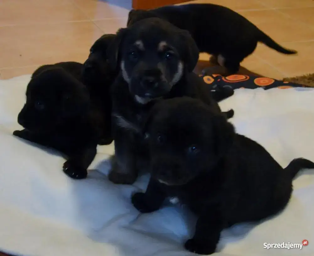 Co je 6 tygodniowy szczeniak? Kluczowe informacje o opiece i żywieniu