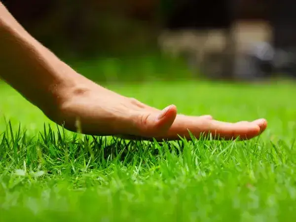 Jaką kosiarkę wybrać, aby nie przepłacać i mieć idealny trawnik?