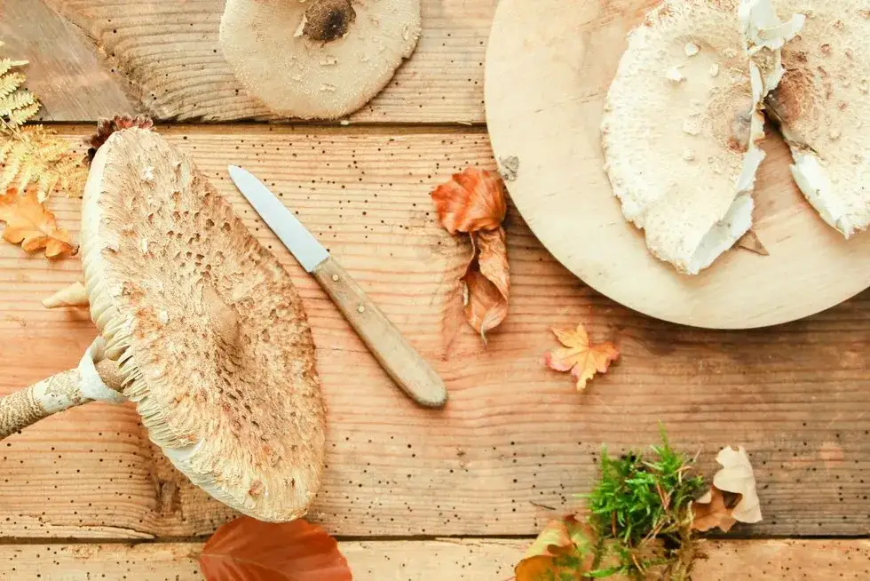 Jak grillować kanie: przepisy, marynaty i bezpieczeństwo grzybów