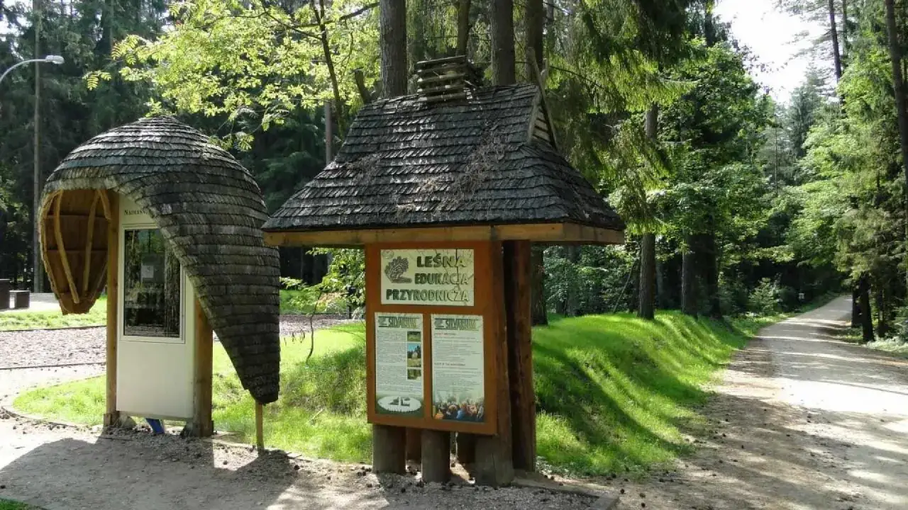 Puszcza Knyszyńska atrakcje: najciekawsze miejsca, które musisz zobaczyć