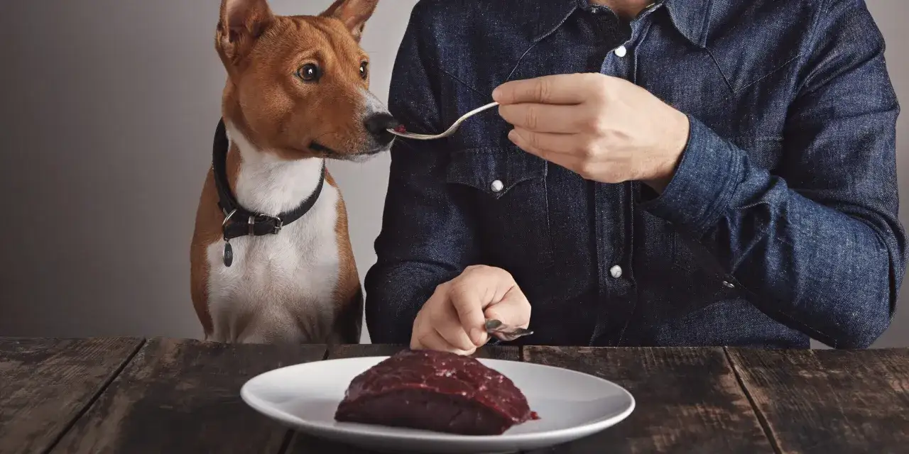 Surowa wołowina dla psa: korzyści, ryzyka i jak ją podawać