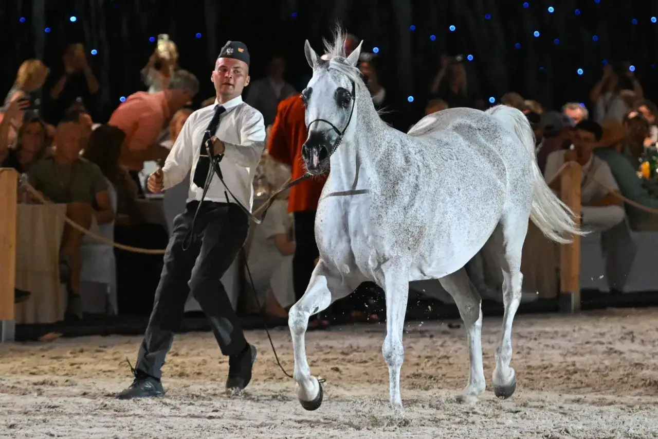 Janów Podlaski: Legenda, konie arabskie i praktyczny przewodnik