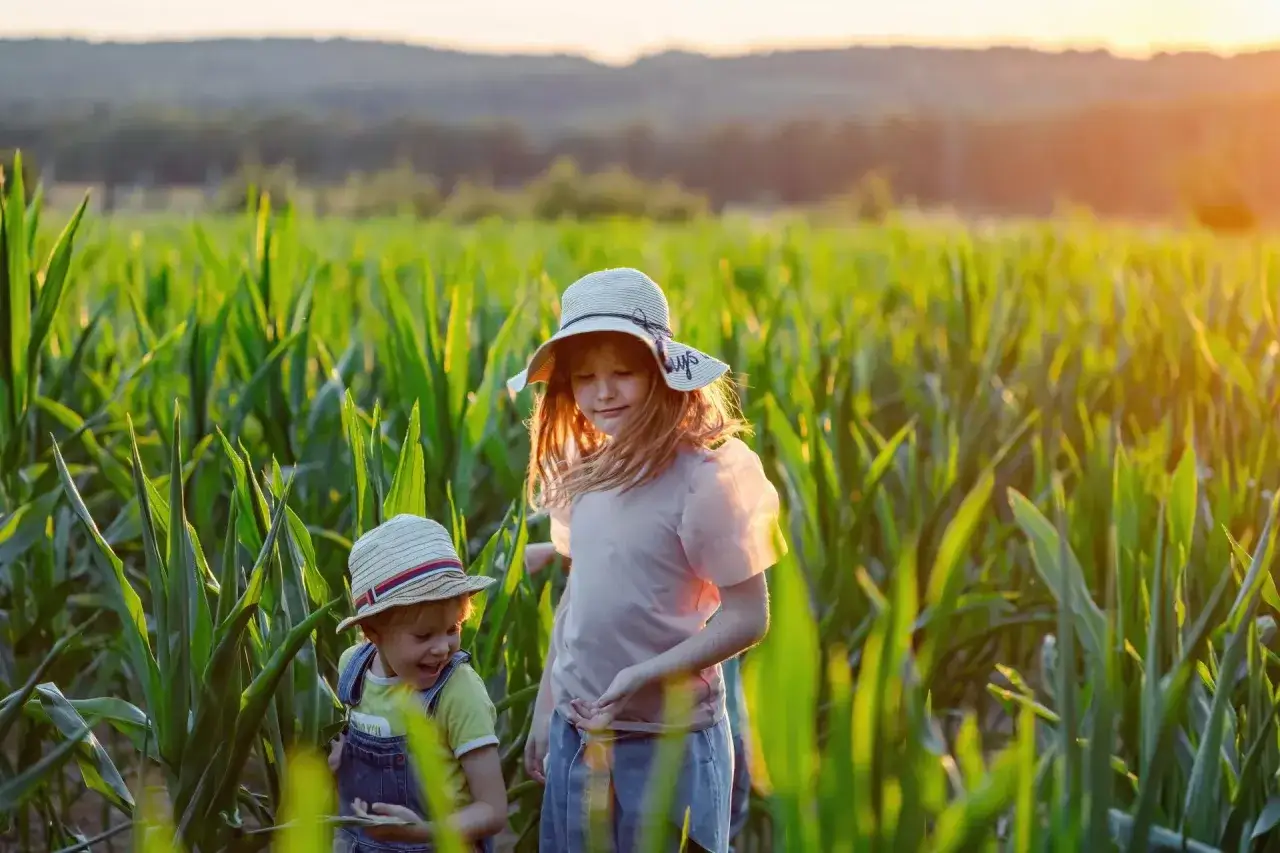 Dzieci w kapeluszach bawią się w polu kukurydzy. Słońce zachodzi, tworząc ciepłą atmosferę. To obrazek jak z bajki, gdzie każdy dzień to radość, jak świadczenia na dziecko z KRUS.