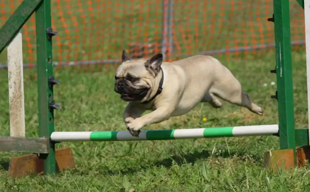 Jak moczyć suchą karmę dla psa, aby ułatwić mu jedzenie?