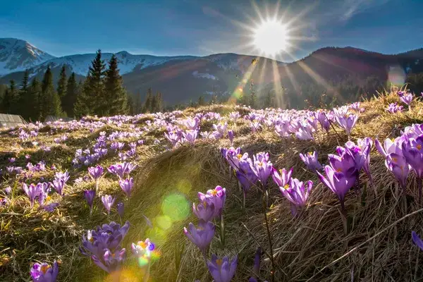 Jak zobaczyć idealny wschód słońca w Dolinie Chochołowskiej - praktyczny plan