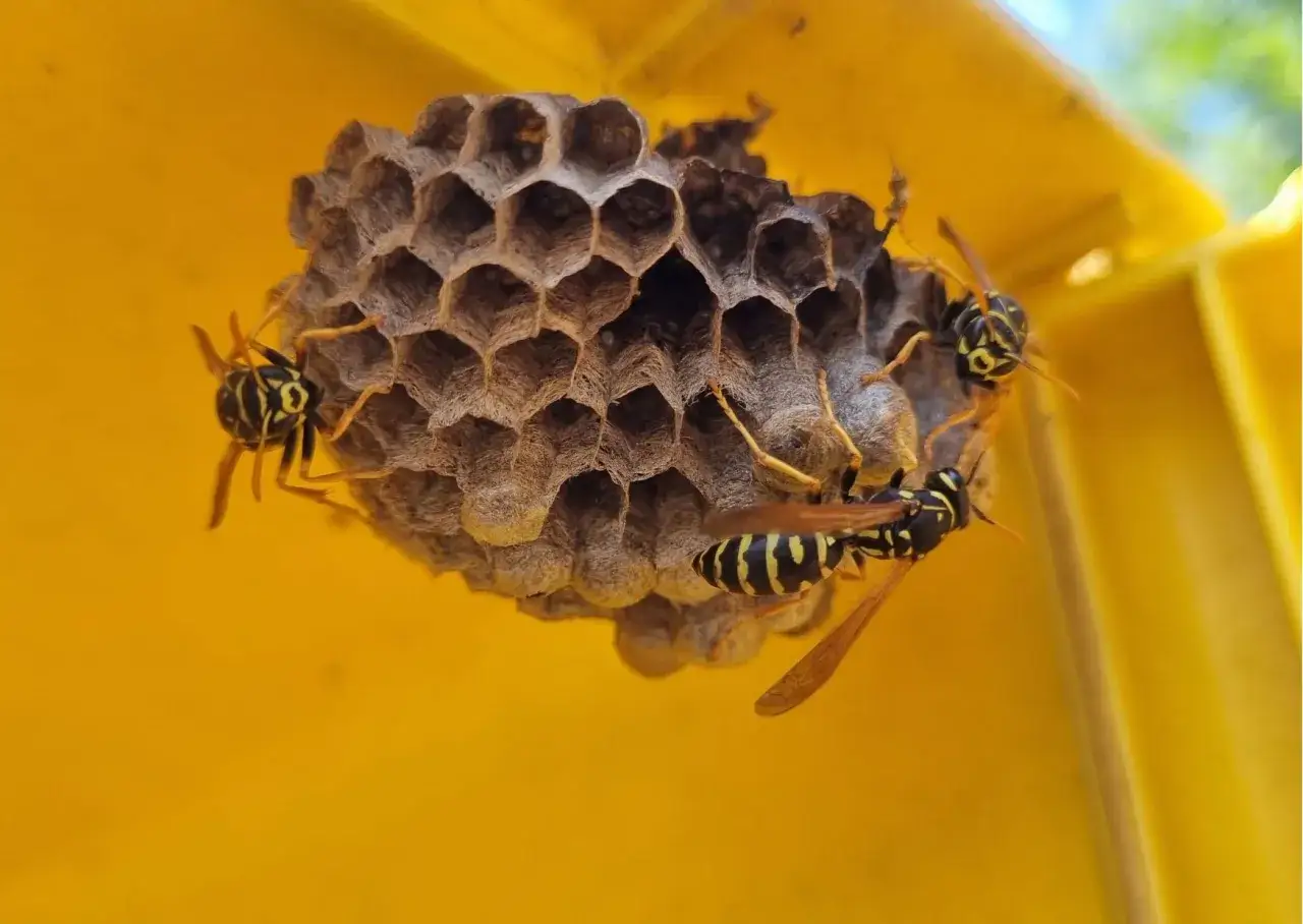 Jak rozmnażają się osy? Poznaj zaskakujący cykl ich życia