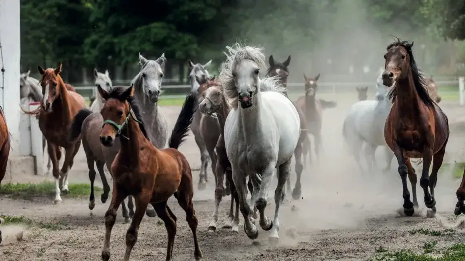 Stadniny koni w Polsce: poznaj najlepsze miejsca i ich unikalne rasy