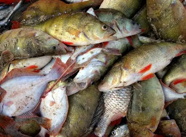 Jakie ryby jeść nad Bałtykiem, aby nie żałować wyboru?