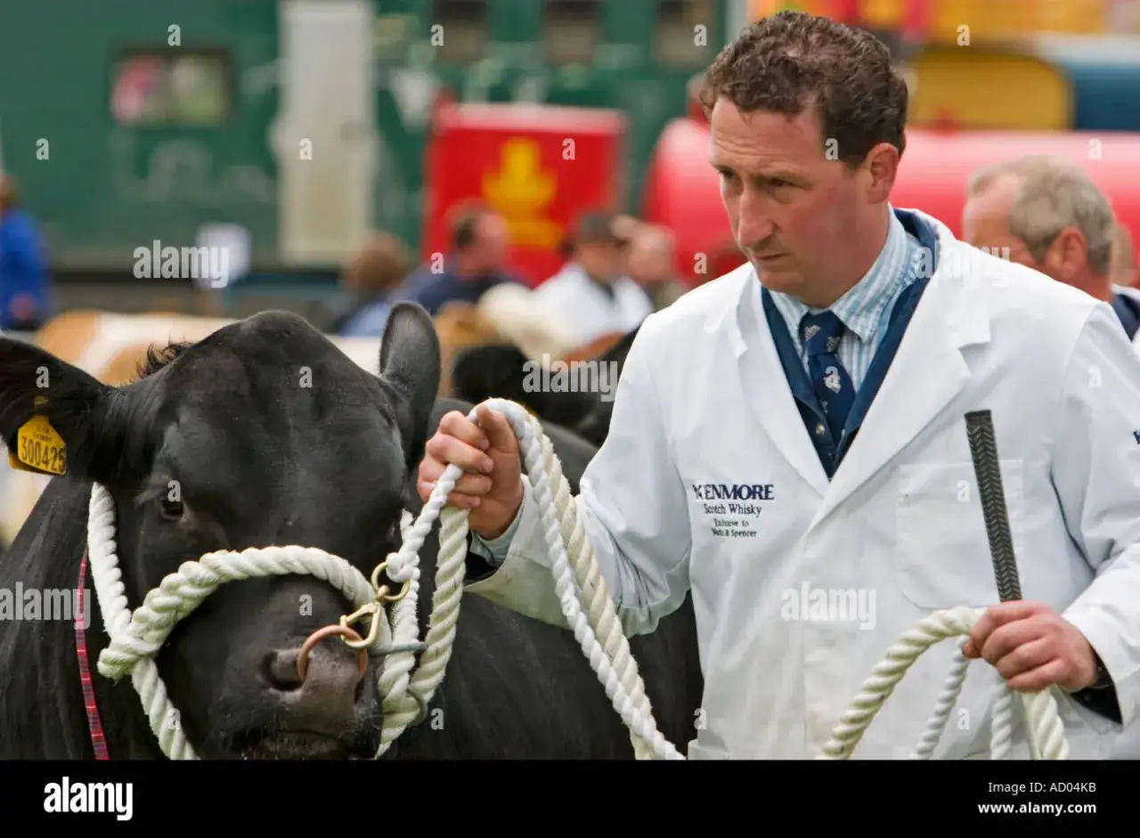 Dlaczego byki noszą kolczyki w nosie? Poznaj prawdę o kontroli