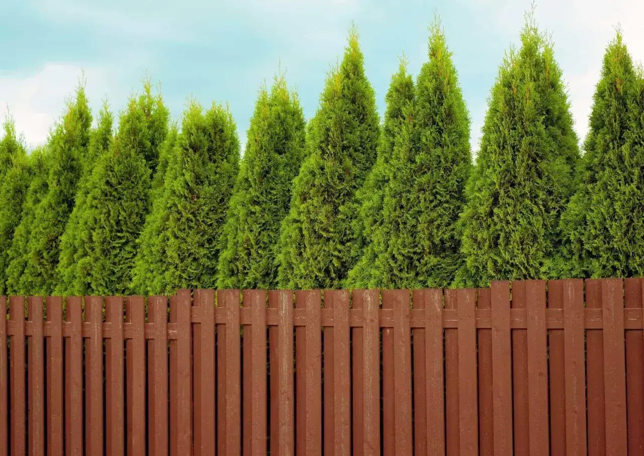 Jak sadzić tuje przy płocie, by uniknąć najczęstszych błędów