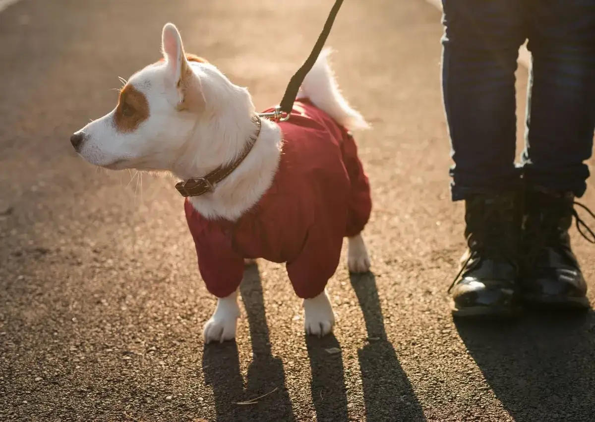Mały piesek w czerwonej kurteczce, idealnej po tym, jak uszyć kurtkę dla psa. Spaceruje z opiekunem.