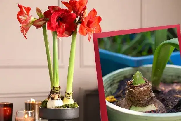 Jak długo kwitnie amarylis? Poznaj sekrety długiego kwitnienia