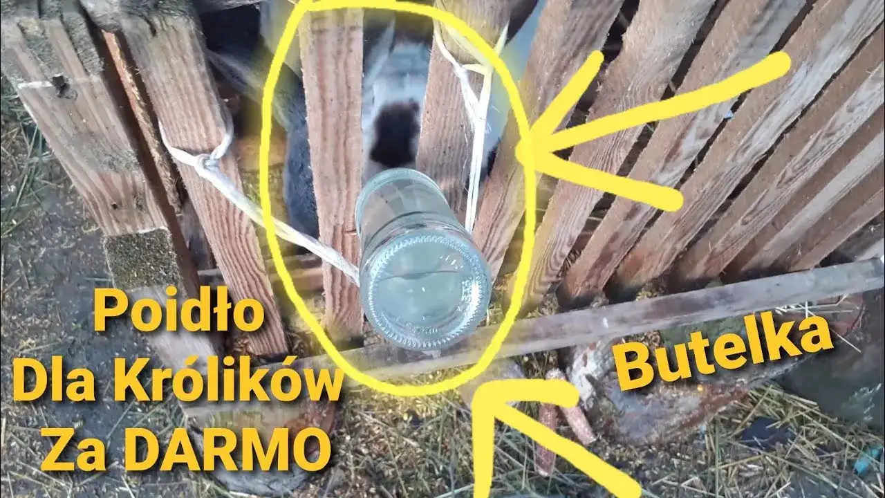 Poidło dla królika z butelki? Zrób to sam i oszczędź!