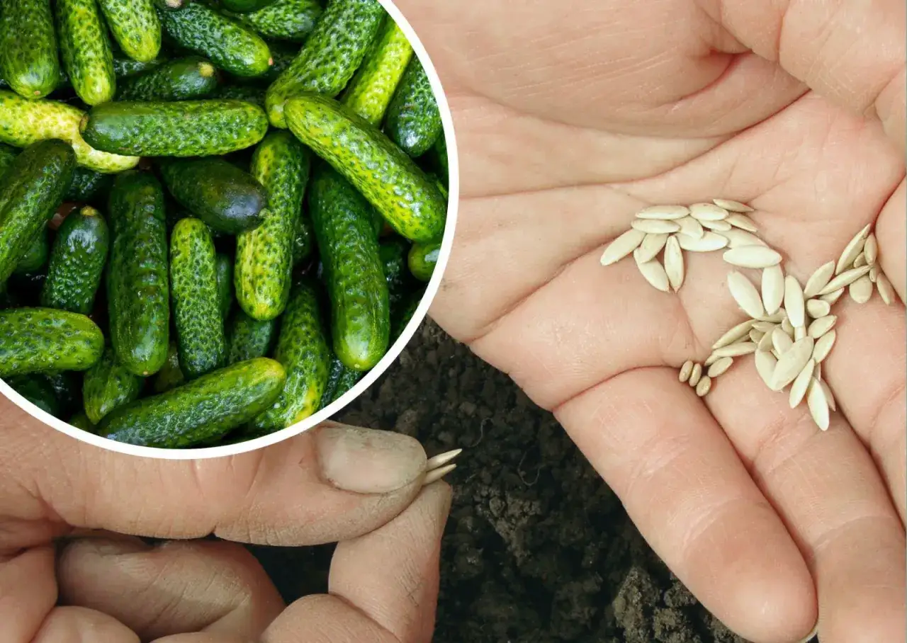 Nasiona ogórków na 10 arów. Dłoń trzyma garść nasion, obok stos świeżo zebranych ogórków.