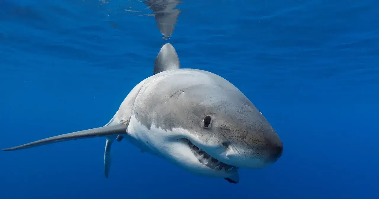 Morze Śródziemne czy są rekiny? Fakty, które musisz znać