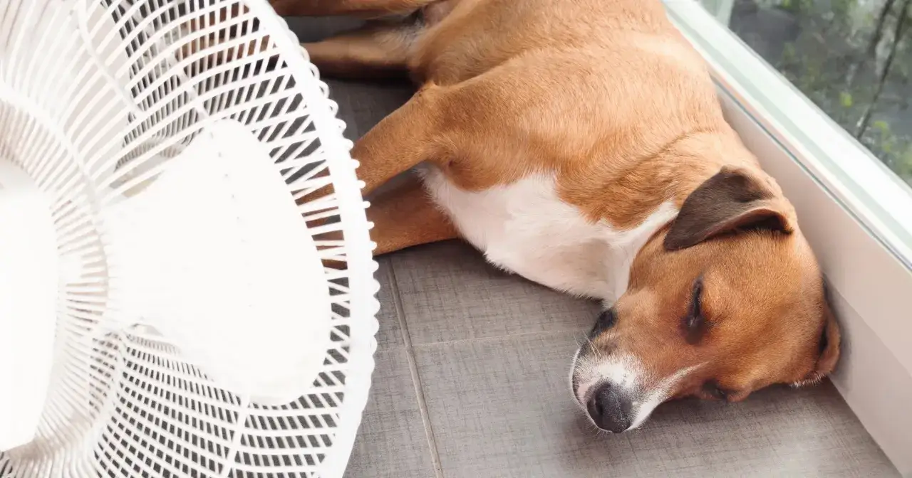 Niebezpieczna temperatura dla psa: kiedy grozi mu niebezpieczeństwo