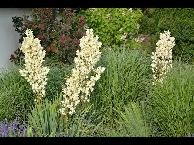 Juka ogrodowa nie kwitnie? 7 przyczyn i plan na obfite kwiaty