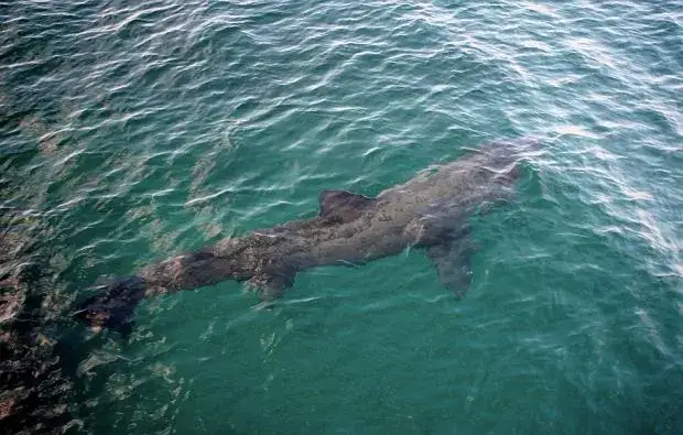 Czy rekiny są w Bałtyku? Poznaj gatunki i ich bezpieczeństwo dla ludzi