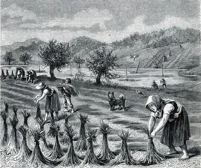 Jak pozyskiwano len w średniowieczu? Odkryj tajemnice uprawy i przetwarzania