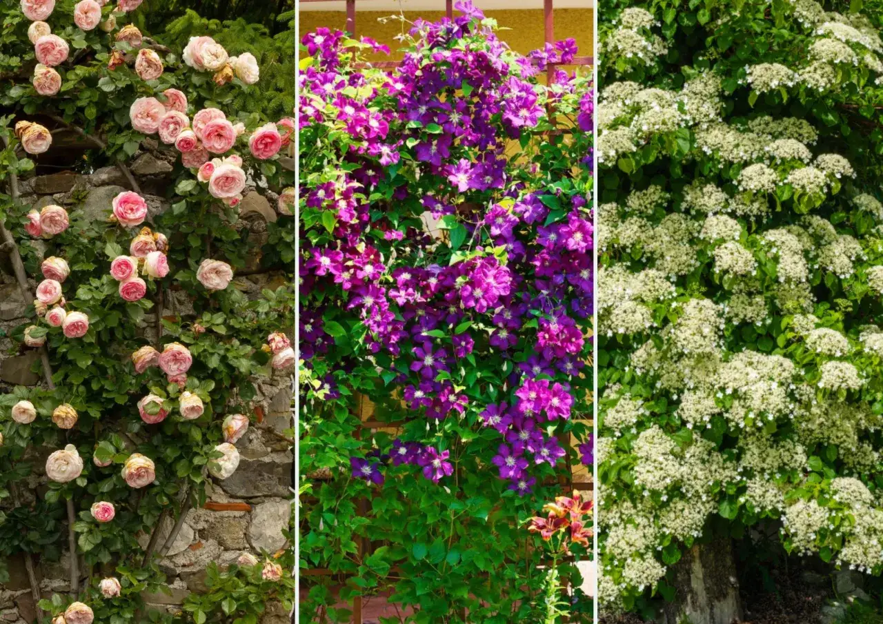 Jakie rośliny pnące na pergolę wybierać, aby uniknąć rozczarowań?