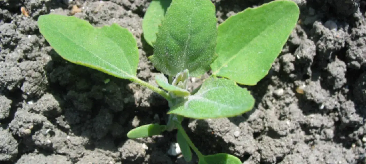 Jak skutecznie zwalczyć chwast płożący w swoim ogrodzie?