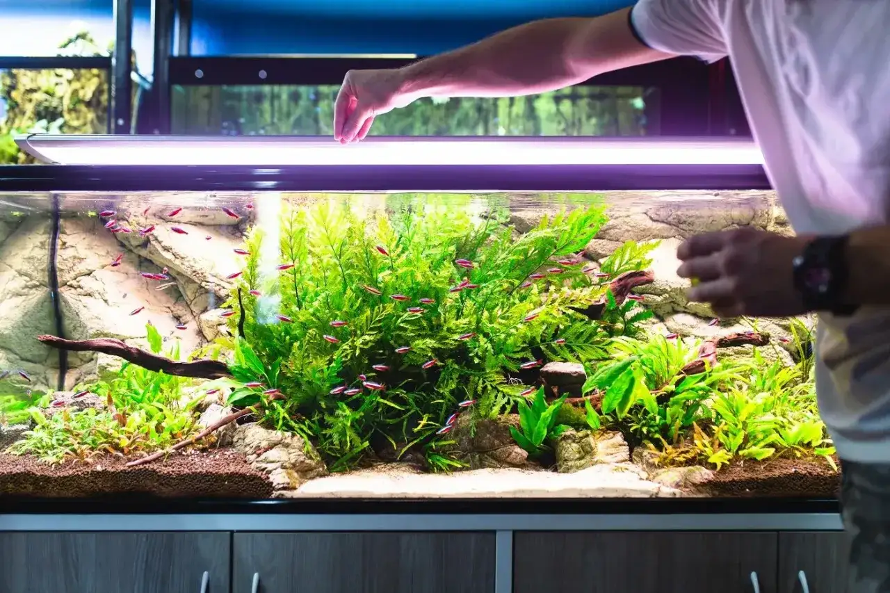 Ile rybek w akwarium? Odkryj bezpieczne limity dla ryb