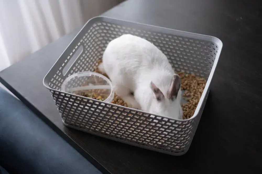 Jaką kuwetę dla królika wybrać, aby zapewnić mu komfort i zdrowie?