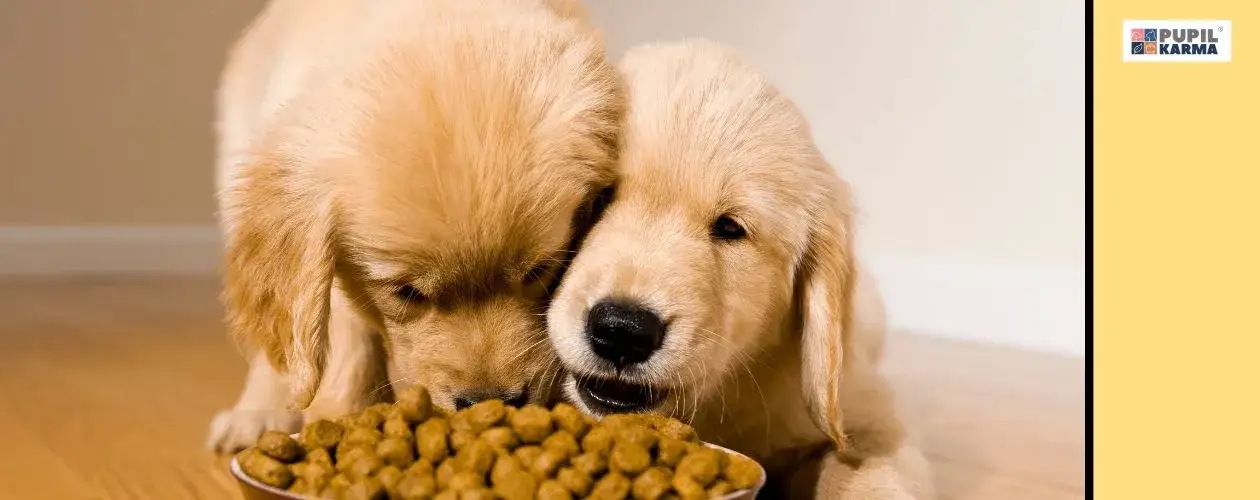 Karmienie szczeniaka karmą dla dorosłych? Dlaczego to błąd!