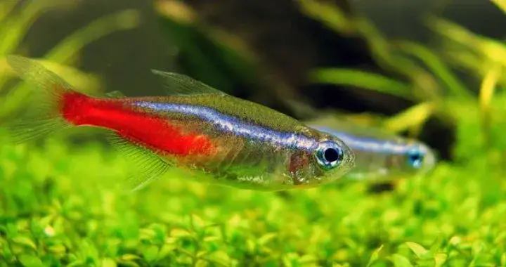 Neonki jaka temperatura wody? Idealna dla zdrowia ryb 22-26°C