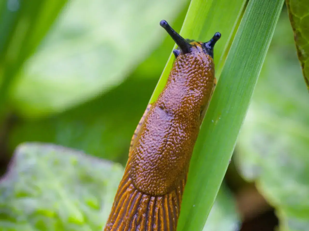 Ślimaki w tunelu foliowym? Poznaj sprawdzone sposoby na zdrowe plony