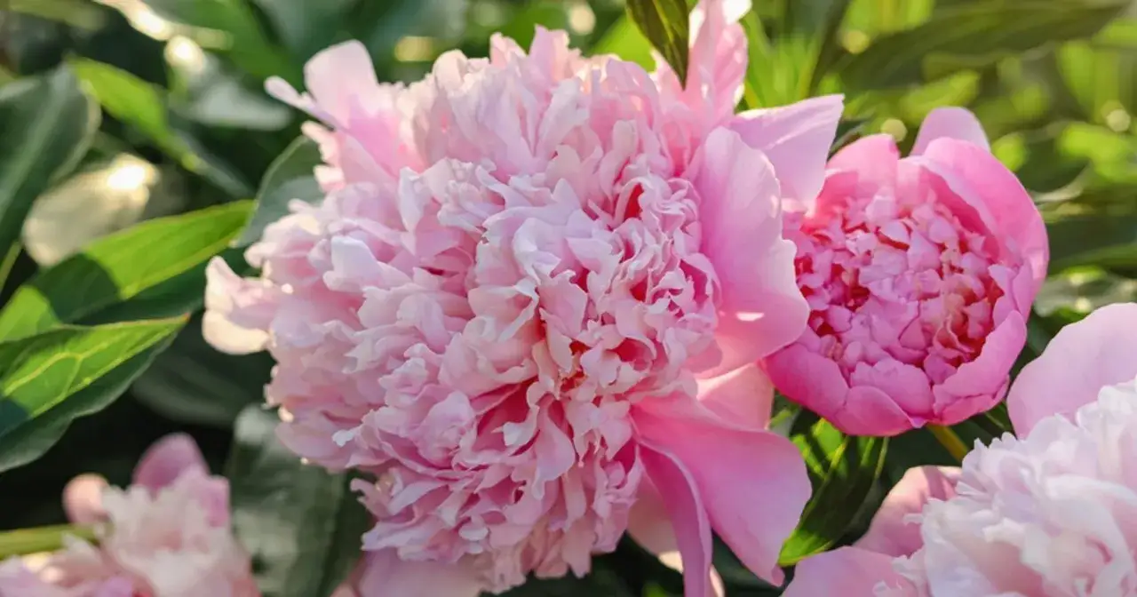 Kiedy przesadzać piwonie w ogrodzie, aby uniknąć ich wymarznięcia?