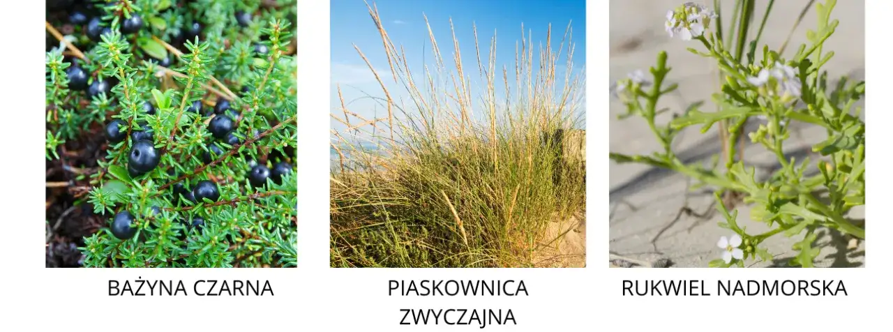 Jakie rośliny rosną nad morzem bałtyckim? Odkryj niezwykłą florę