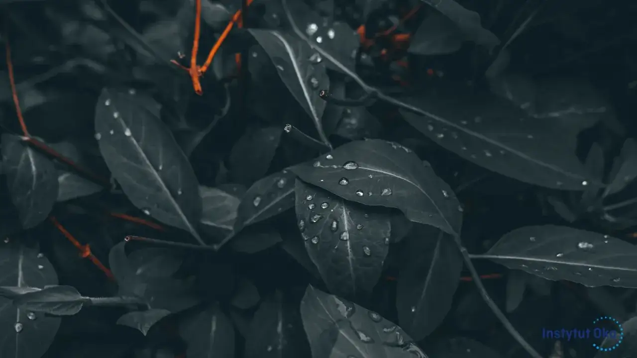 Daltonizm: Jak widzą świat i które kolory mylą? To nie ślepota barw!