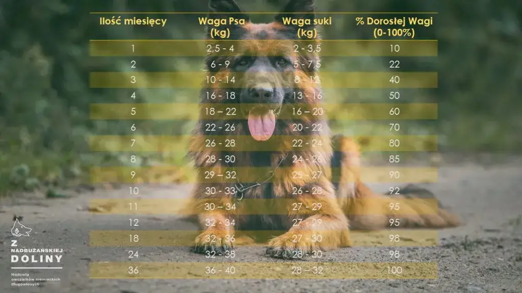 Ile waży 4-miesięczny owczarek? Sprawdź normy i rozwój
